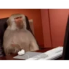 Monos cool @elvalledelassombras :: @fStikBot 28