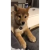 Shiba Inu Videos 28