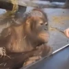 cute monkeys 26