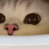 Cats@delicious 28