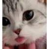 Kitties2 28