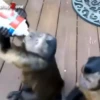 cute monkeys 27