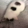 котики длR котRт х2 :: @fStikBot 29