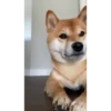 Shiba Inu Videos 30