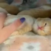 Kitty Pack 29