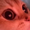 kitty'їs 28