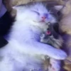 kitty'їs 29