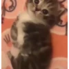 Kitties2 30