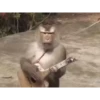 Monos cool @elvalledelassombras :: @fStikBot 30