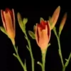 Flowers🌼🌺⛧1🇪🇸Movi 5