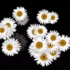 Flowers🌼🌺⛧1🇪🇸Movi 6
