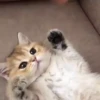 kitten club 10
