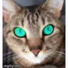 Cats🐱⛧2🇪🇸Movi 8