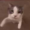 kitten club 11
