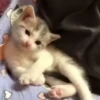 Cats @homescreen_ua :: @fStikBot 6