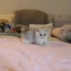 kitten club 13