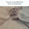 Cats🐱⛧2🇪🇸Movi 9