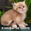 kitty 9