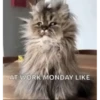 Monday 10
