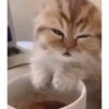 kitten club 15