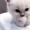 kittenwow 8