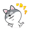 Hyper Dog 14
