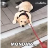 Monday 15