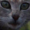 Cats🐱⛧2🇪🇸Movi 16