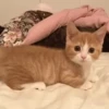 kitten club 19