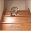 Monday 16