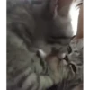 kitten club 22