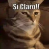 Cats🐱⛧2🇪🇸Movi 20