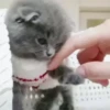 kittenwow 17