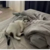 kitty 23