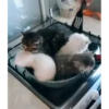 Cats @homescreen_ua :: @fStikBot 20