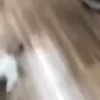 kitten club 26