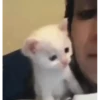 kitten club 27
