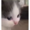 kitty 26