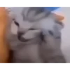 kkkkiiitttyyy :: @fStikBot 24
