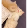 kitten club 29