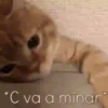 Cats🐱⛧2🇪🇸Movi 30