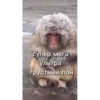 обезьRни пон :: @fStikBot 5