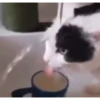 Mix animales 7 5