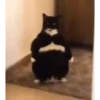 Mix animales 6 5