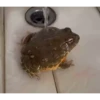Frogggs 6