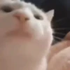 Mix animales 6 6