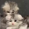 cute animals 9