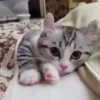 Mix animales 5 6