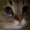 Mix animales 6 7