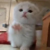 Mix animales 10 5